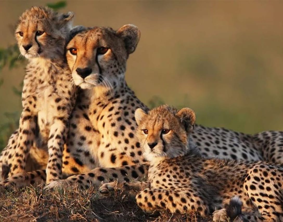 9-Day Great Migration & Crater Safari 8