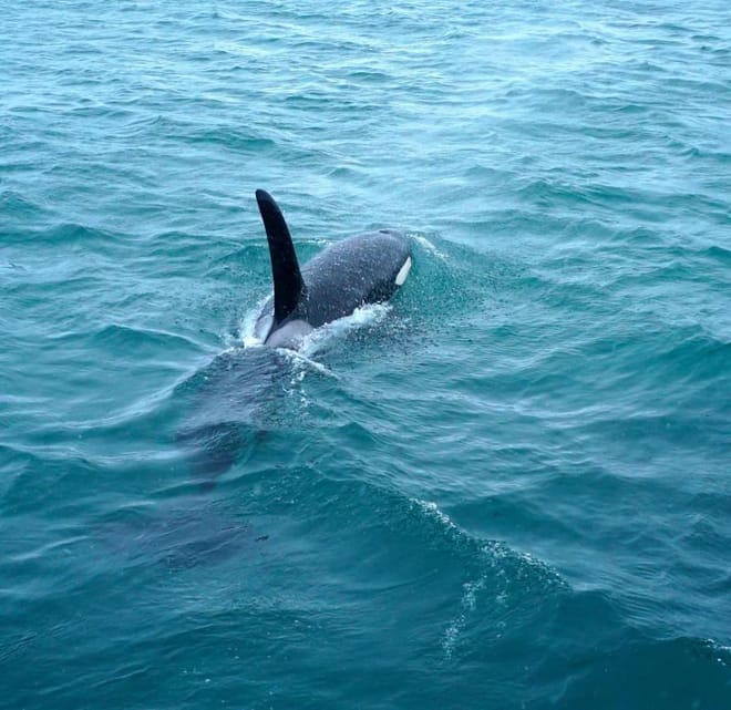Whale safari - Luxury Yacht Arctic Queen photo 3