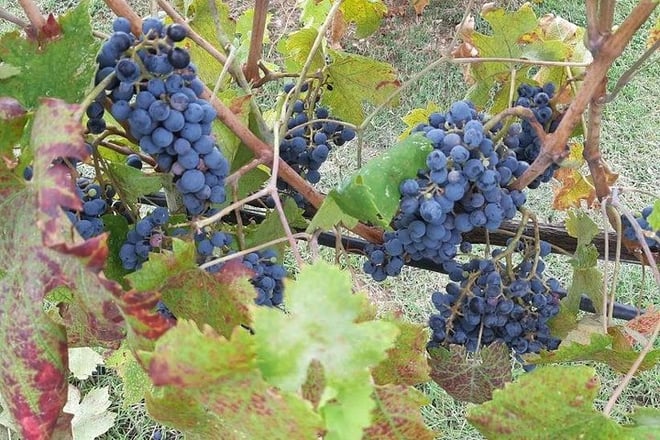 PRIVATE TOUR: Volterra & San Gimignano with Lunch & Wine Tasting Experience - Photo 4