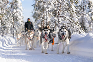 Husky Park Visit with Jenga (500 m) Husky ride