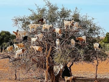 Essaouira Day Tour from Marrakech: Culture and Coastline Exploration