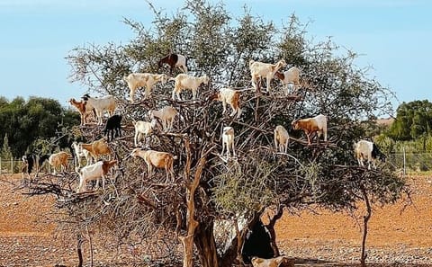 Essaouira Day Tour from Marrakech: Culture and Coastline Exploration