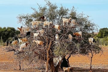 Essaouira Day Tour from Marrakech: Culture and Coastline Exploration