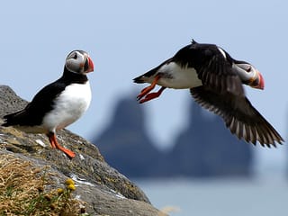 Puffins & Reykjavík Bay Sailing, photo 6