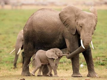 3-Day Aberdare National Park Safari from Nairobi