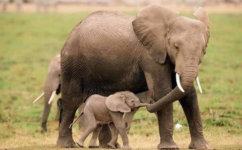 3-Day Aberdare National Park Safari from Nairobi