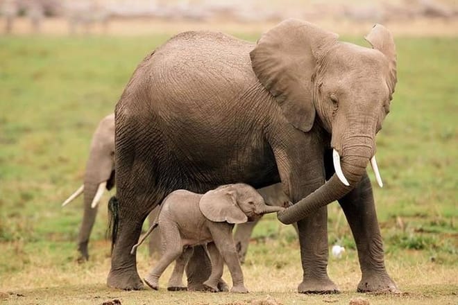 Elephant with Calf at the Aberdare National Park