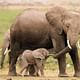 Elephant with Calf at the Aberdare National Park