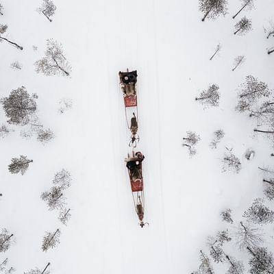 Aventura de invierno: Safari en trineo de renos en Rovaniemi