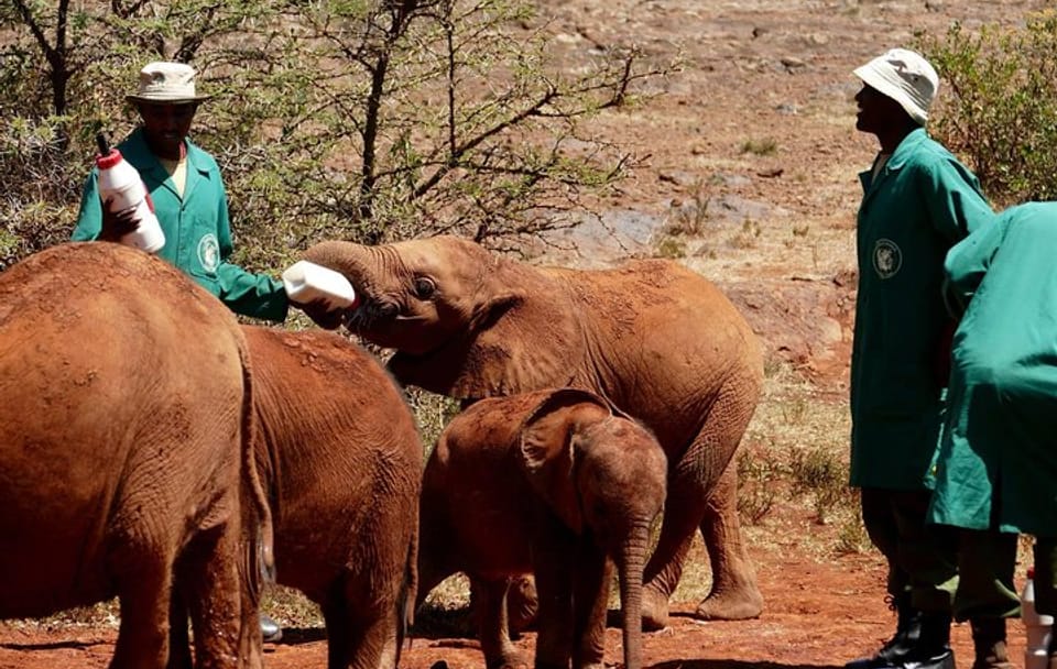 Nairobi tour and giraffe centre