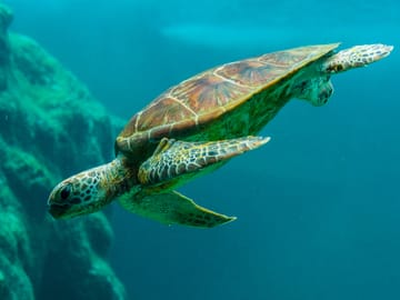 VIP Catamaran Snorkeling and Brunch Tour in Noord, Aruba