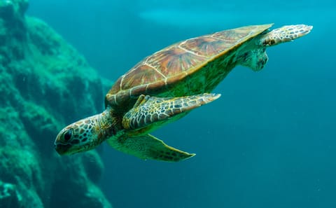 VIP Catamaran Snorkeling and Brunch Tour in Noord, Aruba