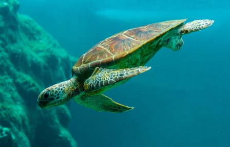 VIP Catamaran Snorkeling and Brunch Tour in Noord, Aruba