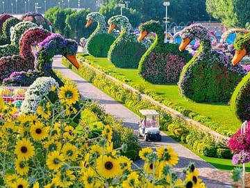 Explore Dubai Miracle Garden with Private Transfers