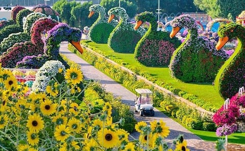 Explore Dubai Miracle Garden with Private Transfers