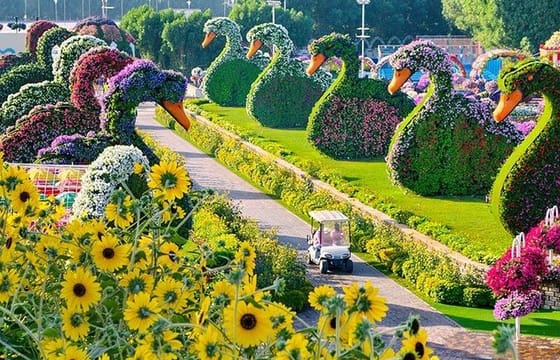 Dubai Miracle Garden with private round trip transfers