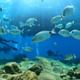 Scuba Diving