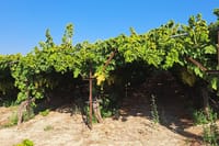 Wine Raki Olive Oil Tasting and Pottery - Private Tour  9