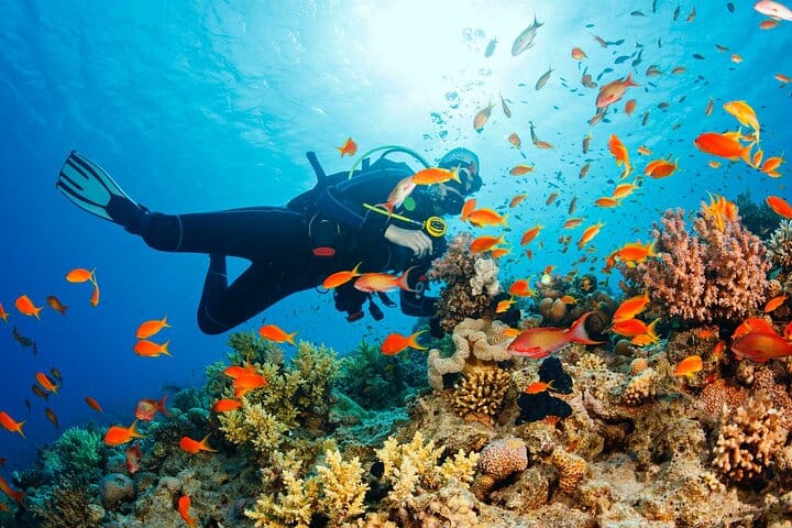 Samadai Reef – Dolphin House diving & Snorkeling Tour_ Marsa Alam