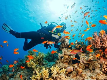 Dolphin House Diving and Snorkeling Tour in Marsa Alam
