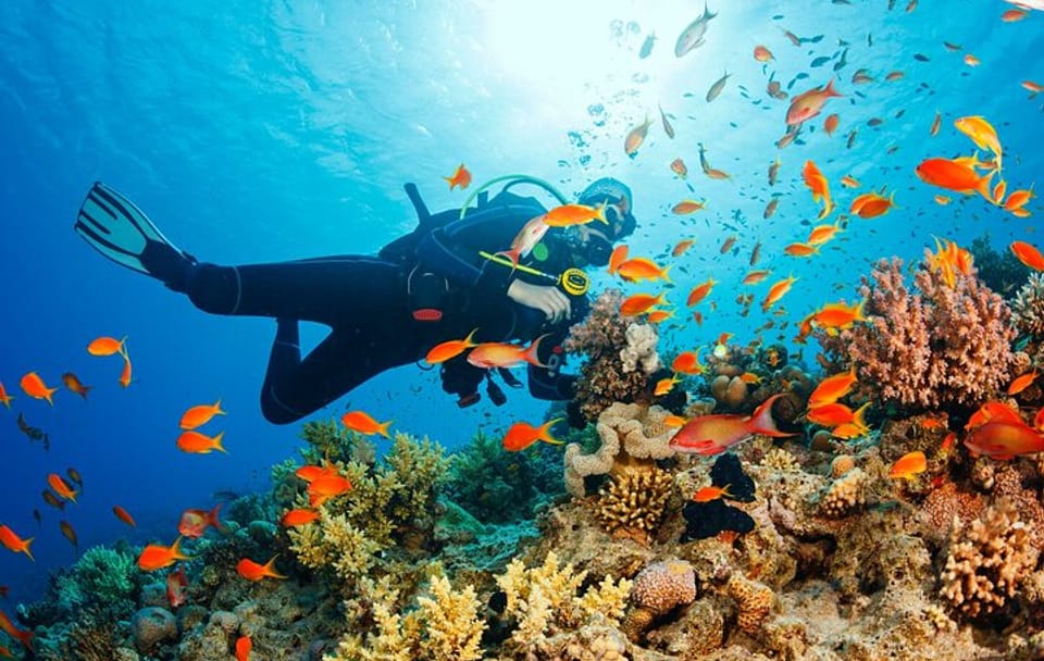 Samadai Reef – Dolphin House diving & Snorkeling Tour_ Marsa Alam