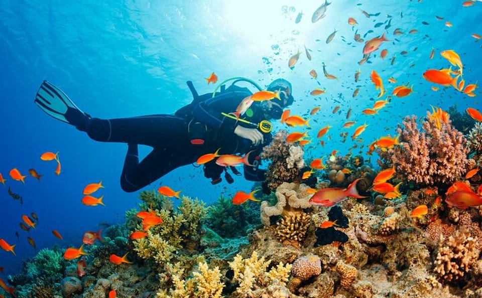 Dolphin House Diving and Snorkeling Tour in Marsa Alam