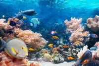 Private Speed Boat to Tiran Island 8