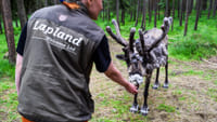 Arctic Reindeer Hike Experience  3