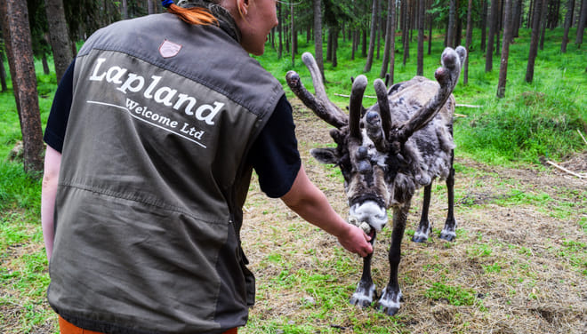 Arctic Reindeer Hike Experience  3
