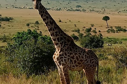 4 Days Masai Mara and Lake Nakuru Group Joining Safari