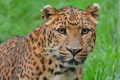 4-Day Masai Mara Shared Budget Safari with Pickup from Nairobi