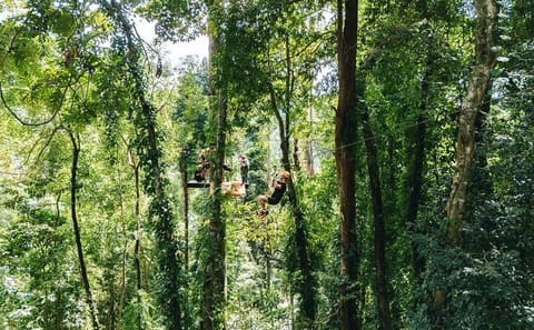 Ziplining Adventure in the Lush Landscapes of Thai Chang