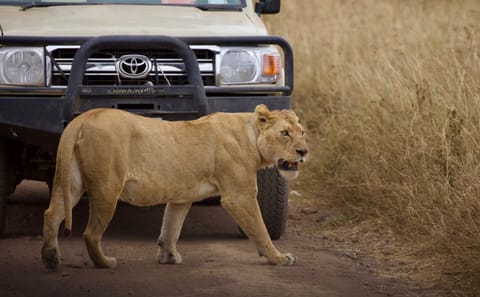 6 Day Tanzania Big Five safari