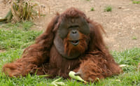 Skip the Line: Jungle Park Tenerife Entrance Ticket 1