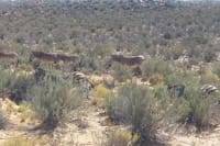 Zebras grazing