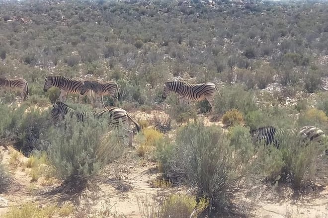 Zebras grazing