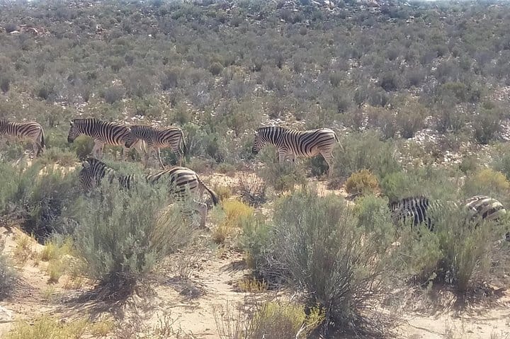 Zebras grazing