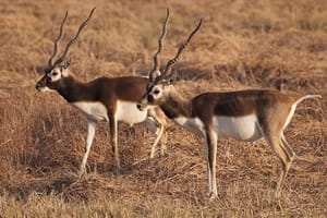 Blackbuck Safari from Ahmedabad