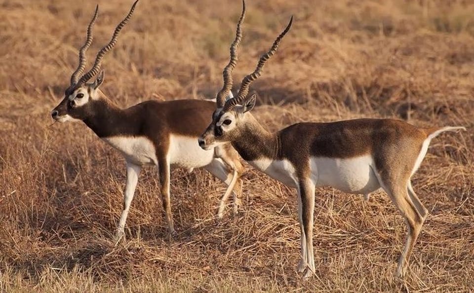 Blackbuck Safari and Birdwatching in Velavadar from Ahmedabad