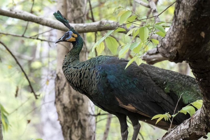 Green peafowl 