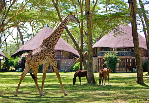 12Days Best of Kenya and Tanzania Wildlife Safari