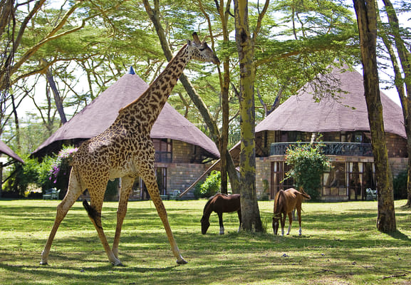 12Days Best of Kenya and Tanzania Wildlife Safari