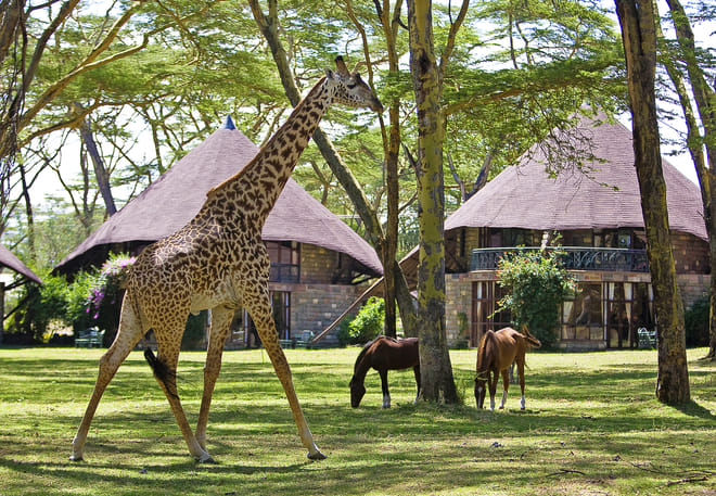 12Days Best of Kenya and Tanzania Wildlife Safari