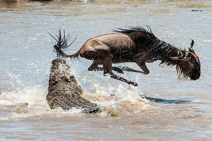 Masai Mara Wildebeest Migration Safari: Experience Nature's Drama