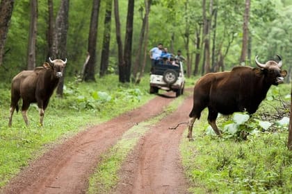 Safari in Tadoba National Park: Wilderness Roar from Nagpur