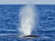  From Galle: Mirissa Whale Watching Tour 4