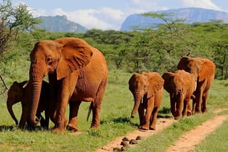 6Days Amboseli, Lake Nakuru and Masai Mara Camping Safari on Jeep