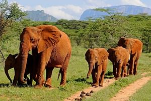 6 Day Camping Tour Amboseli, Lake Nakuru, and Masai Mara Wildlife Safari