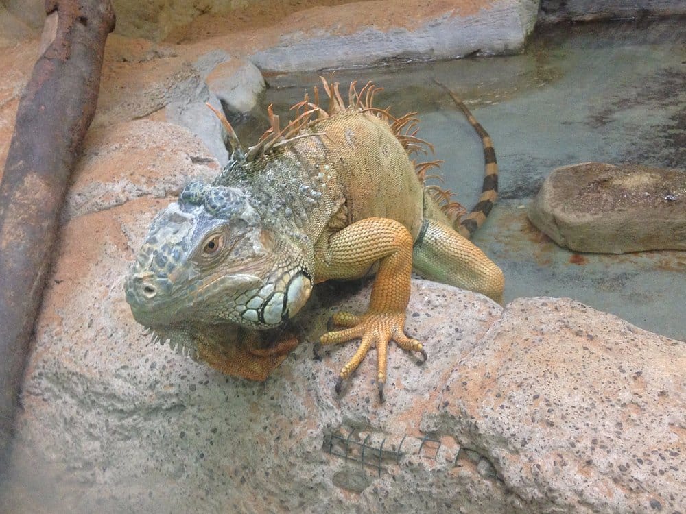 Abu Dhabi: Emirates Park Zoo – Interact, Explore, Discover Wildlife!