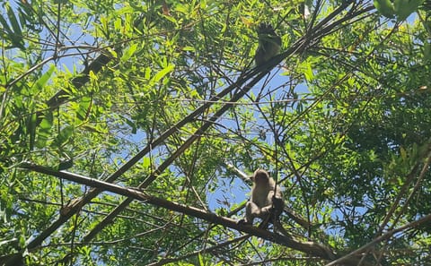 U Minh Thuong National Park Nature and Wildlife Tour